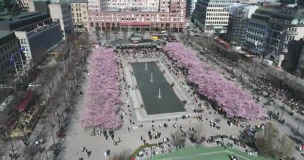 Sakura Cherry Blossoming Alley Stockholm Sweden Wonderful Scenic Park Rows — Vídeos de Stock