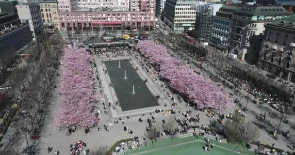 Sakura Cherry Blossoming Alley Stockholm Sweden Wonderful Scenic Park Rows — Vídeos de Stock