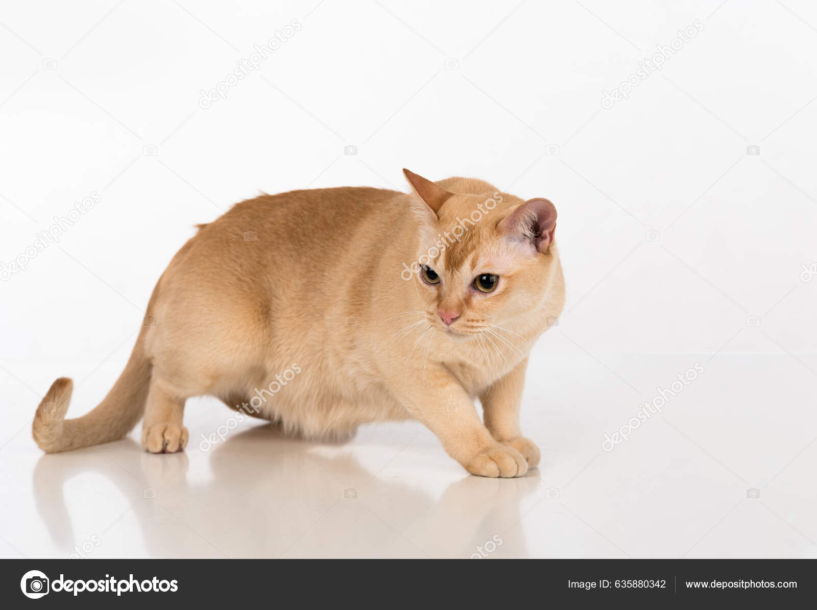 Beautiful Burmese Cat Studio Photoshoot — Stock Photo