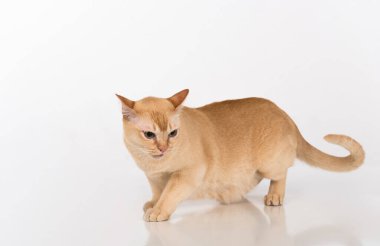 Beautiful Burmese Cat Studio Photoshoot.