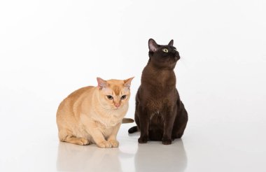 Beautiful Burmese Cats Studio Photoshoot. Isolated on White Background
