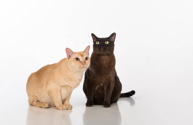 Beautiful Burmese Cats Studio Photoshoot. Isolated on White Background