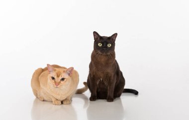 Beautiful Burmese Cats Studio Photoshoot. Isolated on White Background