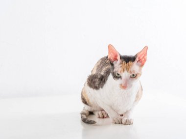 Cornish Rex Can in the White Background
