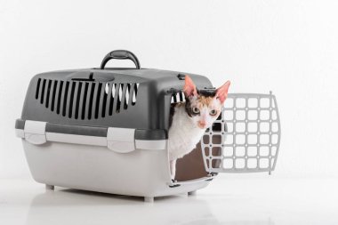Cornish Rex Can in the White Background