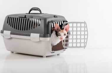 Cornish Rex Can in the White Background