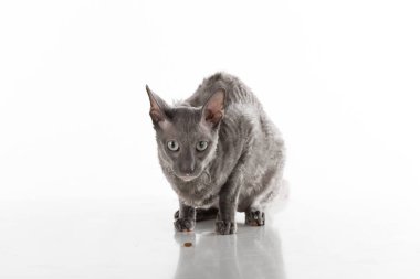 Black Cornish Rex Cat. Studio shoot. Isolated on White Background