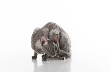 Black Cornish Rex Cat. Studio shoot. Isolated on White Background