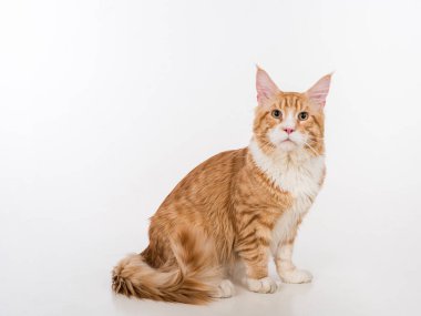 Maine Coon Cat. Studio Photo Shoot. Isolated on White Background