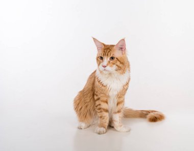 Maine Coon Cat. Studio Photo Shoot. Isolated on White Background