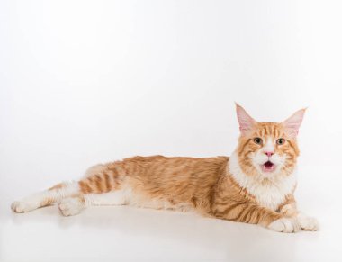 Maine Coon Cat. Studio Photo Shoot. Isolated on White Background