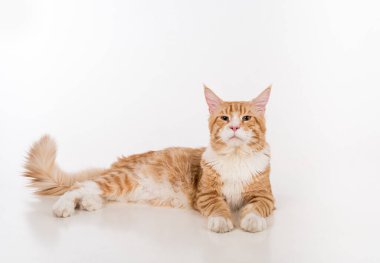 Maine Coon Cat. Studio Photo Shoot. Isolated on White Background