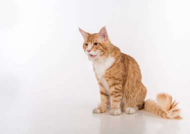 Maine Coon Cat. Studio Photo Shoot. Isolated on White Background