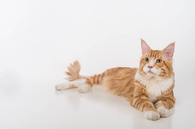Maine Coon Cat. Studio Photo Shoot. Isolated on White Background