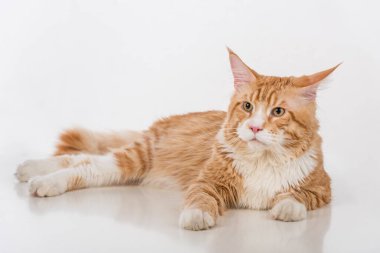 Maine Coon Cat. Studio Photo Shoot. Isolated on White Background
