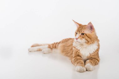 Maine Coon Cat. Studio Photo Shoot. Isolated on White Background