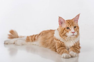 Maine Coon Cat. Studio Photo Shoot. Isolated on White Background