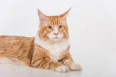 Maine Coon Cat. Studio Photo Shoot. Isolated on White Background