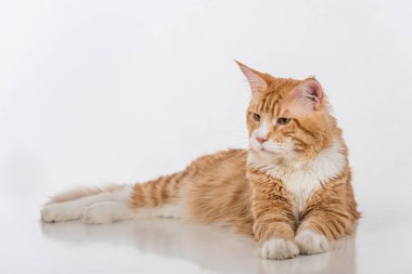 Maine Coon Cat. Studio Photo Shoot. Isolated on White Background