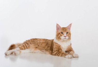 Maine Coon Cat. Studio Photo Shoot. Isolated on White Background