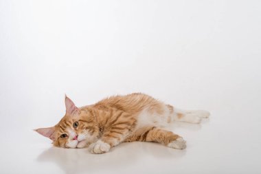 Maine Coon Cat. Studio Photo Shoot. Isolated on White Background