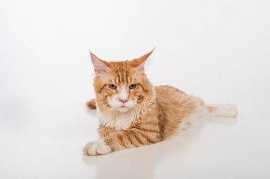 Maine Coon Cat. Studio Photo Shoot. Isolated on White Background