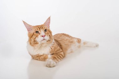 Maine Coon Cat. Studio Photo Shoot. Isolated on White Background