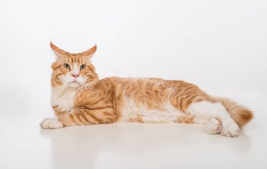 Maine Coon Cat. Studio Photo Shoot. Isolated on White Background