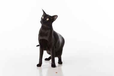 Curious Black Oriental Shorthair Cat. Studio Photo Shoot. Isolated on White Background
