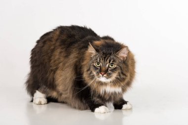 Dar Kedi Portresi. Beyaz Arkaplanda İzole Edilmiş