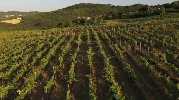 Vineyard Plantation Croatia Beautiful Field Sunset Light Mountain Background Drone — Stock Video