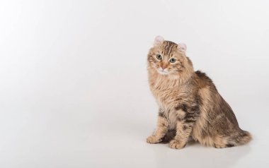 Dark Young American Curl Cat