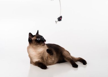Siamese Cat. Studio Photo Shoot. Isolated on White Background
