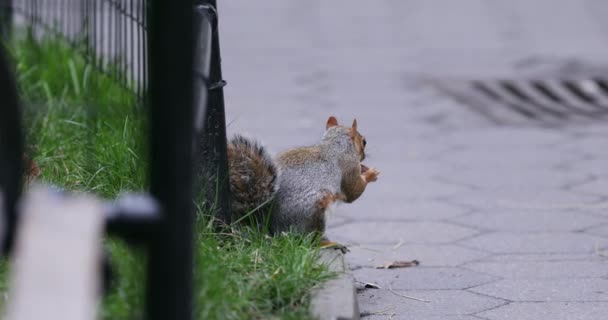 Fox Squirrel Eating Bread — Stock videók