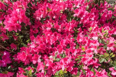 Red Azaleas Flower as Rhododendron