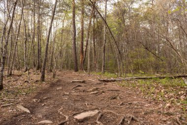 Forest and Path with green grass and moss.