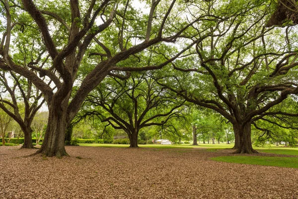 Oak Alley Plantation Park Louisiana Famous Because Slaves Sightseeing Place — Stock Photo, Image