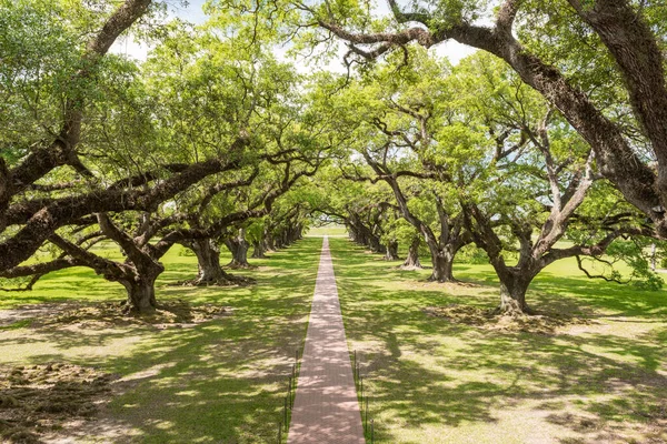 Oak Alley Plantation Park Louisiana Famous Because Slaves Sightseeing Place — Foto de Stock