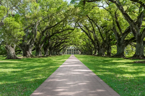 Oak Alley Plantation Park Louisiana Famous Because Slaves Sightseeing Place — Stok fotoğraf