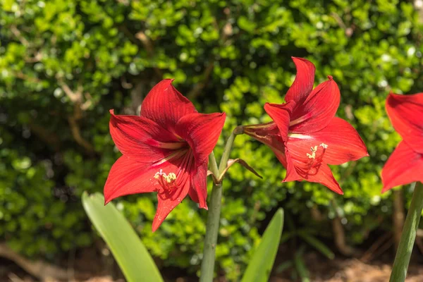 Beautiful Blooming Red Amaryllis Flower Park — Stok fotoğraf