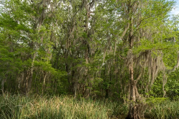 Honey Island Swamp Tour Water Tree New Orleans Louisiana — Zdjęcie stockowe