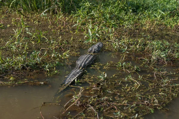 Crocodile Honey Island Swamp Tour Water Tree New Orleans Louisiana — Stock Photo, Image