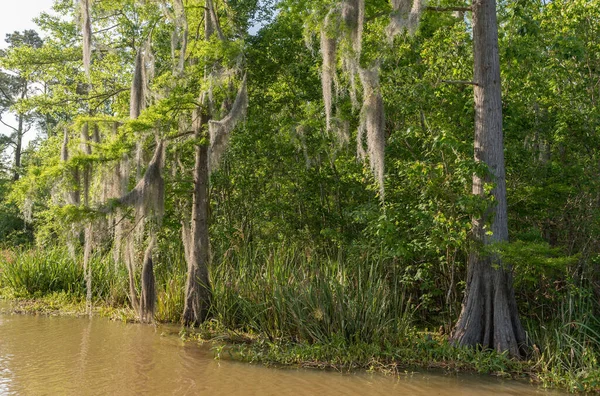 New Orleans Louisiana Bal Adası Ağaç Turu — Stok fotoğraf