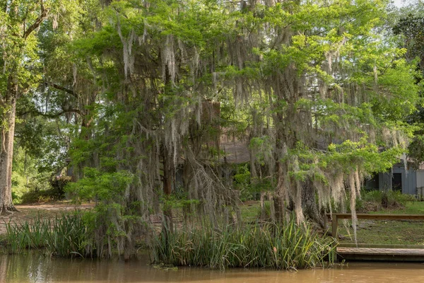 Honey Island Swamp Tour Water Tree New Orleans Louisiana — Stock Photo, Image