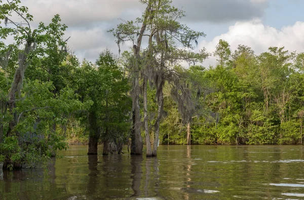 New Orleans Louisiana Bal Adası Ağaç Turu — Stok fotoğraf