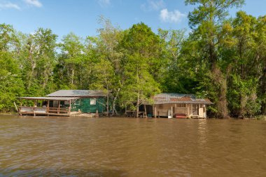 Honey Island Swamp Tour With Jungle Forest and Tree in New Orleans, Louisiana