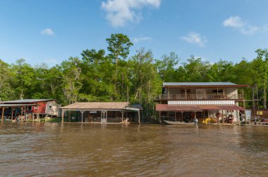 Honey Island Swamp Tour With Jungle Forest and Tree in New Orleans, Louisiana