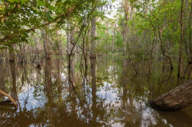 Honey Island Swamp Tour With Jungle Forest and Tree in New Orleans, Louisiana