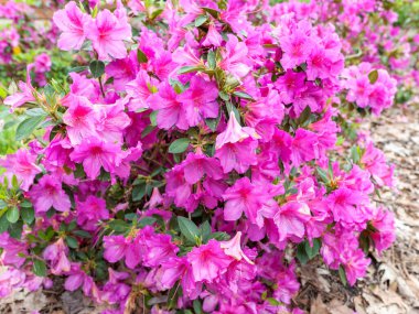 Red Azaleas Flower as Rhododendron