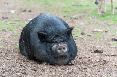 Fat Black Pig Sitting on the Ground